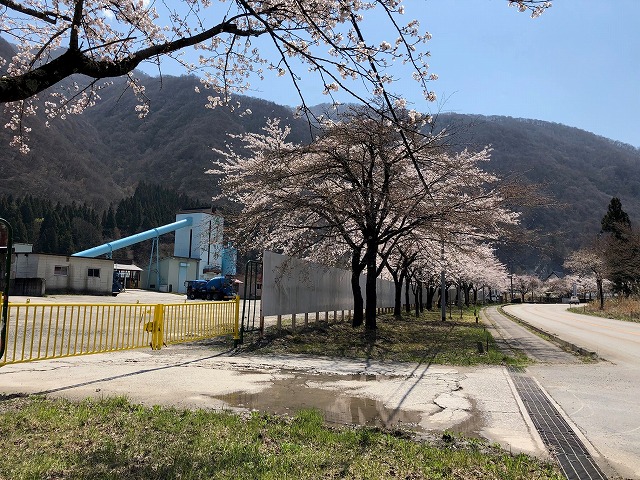 白川宇部生コン、御母衣工場前の桜並木🌸満開です🌸